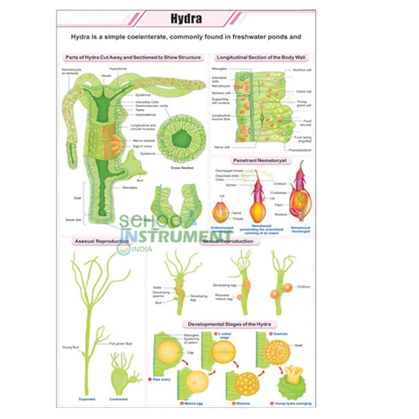 Hydra Chart, Zoology